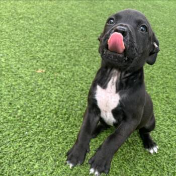 pup 9483 -  Mixed Breed Dog for Adoption in Loxahatchee Groves, Florida - Pup 9483 | PetCurious