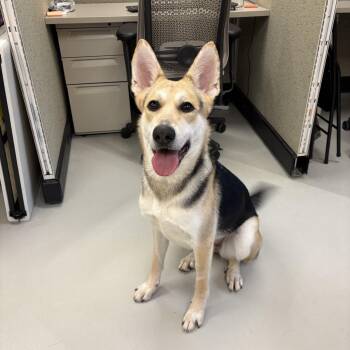German Shepherd Dog and Husky Dogs Available for Adoption in Burlington, Ontario - Martha DS-070/26 | PetCurious