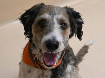 Moxley -  Standard Poodle and Border Collie Dog for Adoption in Portland, Oregon - Moxley | PetCurious