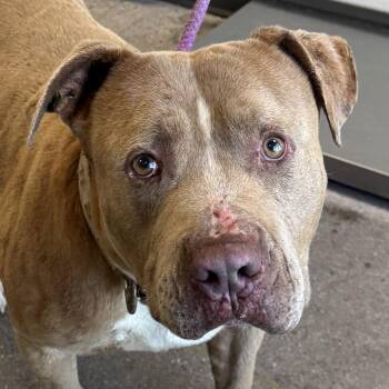 Mixed Breed Dogs Available for Adoption in Las Cruces, New Mexico - Venado | PetCurious
