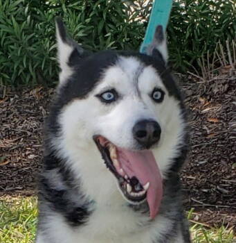 Rescue Siberian Husky Dogs for Adoption in Houston, Texas - Mary Beth | PetCurious