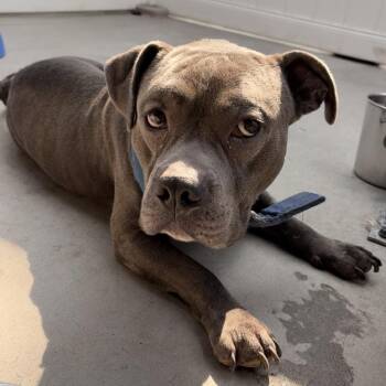Marco -  Mixed Breed Dog for Adoption in Winston-salem, North Carolina - Marco | PetCurious