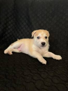 Rescue Jack Russell Terrier Dogs for Adoption in Coquitlam, British Columbia - MACCHIATO (MAC) | PetCurious