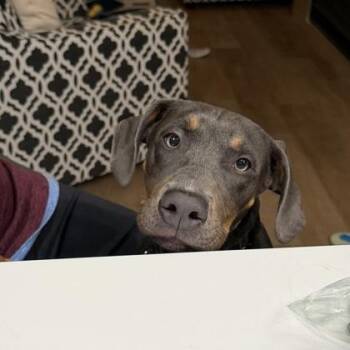 Spice -  Labrador Retriever and Mixed Breed Dog for Adoption in Merriam, Kansas - Spice | PetCurious