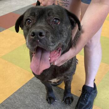 Ruby -  Mixed Breed Dog for Adoption in Philadelphia, Pennsylvania - Ruby | PetCurious