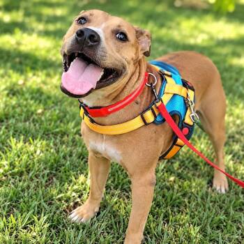 Fred -  Hound and Mountain Cur Dog for Adoption in Palm Harbor, Florida - Fred | PetCurious