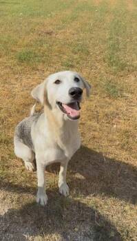 Rescue Anatolian Shepherd Dogs for Adoption in Pflugerville, Texas - Felicity | PetCurious