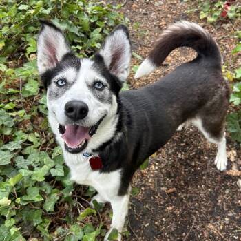 Taffyta -  Husky Dog for Adoption in Portland, Oregon - Taffyta | PetCurious