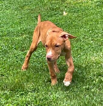 Thelma 2026 -  Pit Bull Terrier and Mixed Breed Dog for Adoption - Thelma 2026 | PetCurious