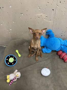 Rescue Mixed Breed Dogs for Adoption in Rock Springs, Wyoming - Sprout | PetCurious