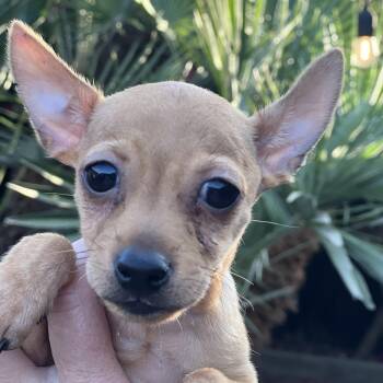 SCOTTY -  Chihuahua Dog for Adoption in Los Angeles, California - SCOTTY | PetCurious