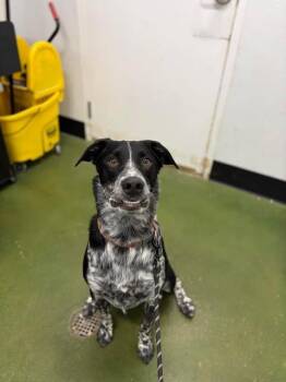 Samson -  Catahoula Leopard Dog and Mixed Breed Dog for Adoption in Fruit Heights, Utah - Samson | PetCurious
