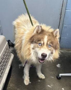 Hex -  Siberian Husky Dog for Adoption in Evansville, Indiana - Hex | PetCurious