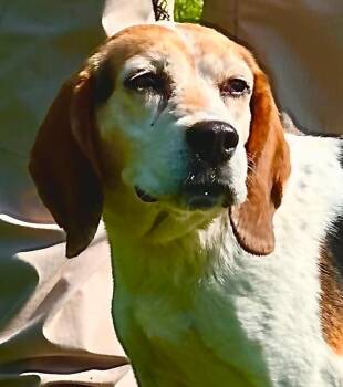 Crumpet -  Beagle Dog for Adoption in Millfield, Ohio - Crumpet | PetCurious