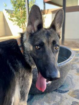 Maren -  German Shepherd Dog Dog for Adoption in Glendale, Arizona - Maren | PetCurious