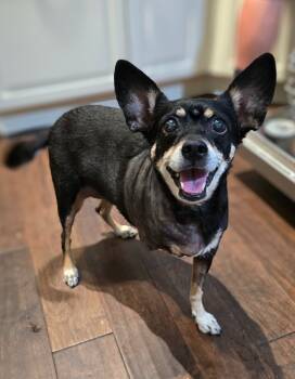 Rescue Miniature Pinscher Dogs for Adoption in El Cajon, California - Molly | PetCurious