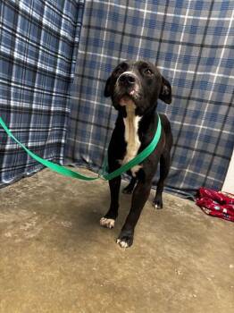 SHADOW -  American Staffordshire Terrier Dog for Adoption in Rosenberg, Texas - SHADOW | PetCurious