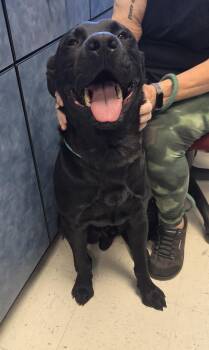 Obsessed with Obsidian -  Black Labrador Retriever and Labrador Retriever Dog for Adoption in Amherst, Virginia - Obsessed With Obsidian | PetCurious