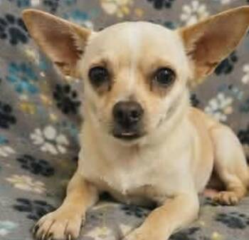 Churro -  Chihuahua Dog for Adoption in Minneapolis, Minnesota - Churro | PetCurious