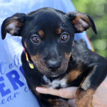 Mary Jane (AO36692) -  Chihuahua Dog for Adoption in Kansas City, Kansas - Mary Jane (AO36692) | PetCurious