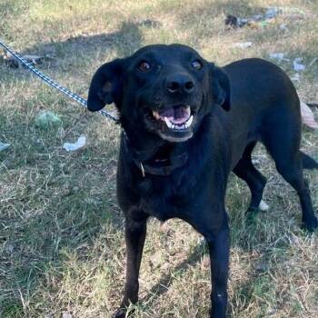 Birdie -  Labrador Retriever Dog for Adoption in South Elgin, Illinois - Birdie | PetCurious