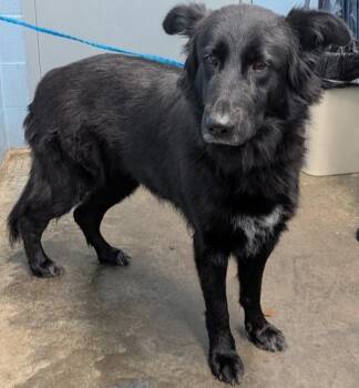 Maeve -  Shepherd Dog for Adoption in Evansville, Indiana - Maeve | PetCurious