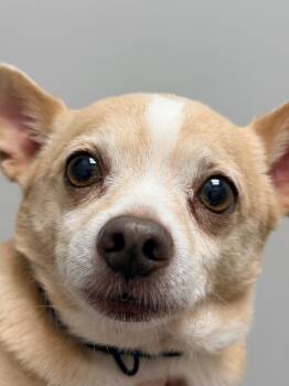 Spud -  Chihuahua Dog for Adoption in Charlotte, North Carolina - Spud | PetCurious