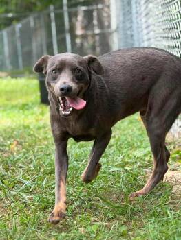 Sunny -  Terrier Dog for Adoption in Wheelersburg, Ohio - Sunny | PetCurious