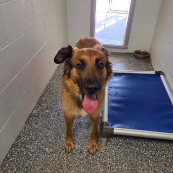 Bailey -  German Shepherd Dog and Mixed Breed Dog for Adoption in Parkersburg, West Virginia - Bailey | PetCurious