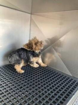 Yorkshire Terrier Dogs Available for Adoption - CRUMPET | PetCurious