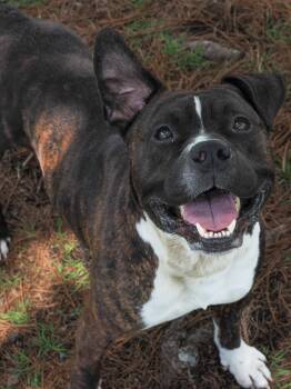 Thorny -  Mixed Breed Dog Available for Adoption in Myrtle Beach, South Carolina - Thorny | PetCurious