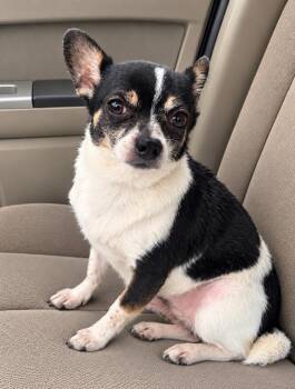 Sparky -  Chihuahua Dog for Adoption in Toledo, Ohio - Sparky | PetCurious
