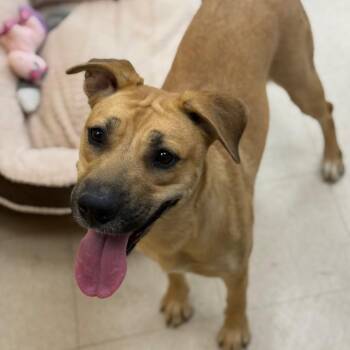 Honey -  Mixed Breed Dog for Adoption in Chariton, Iowa - Honey | PetCurious