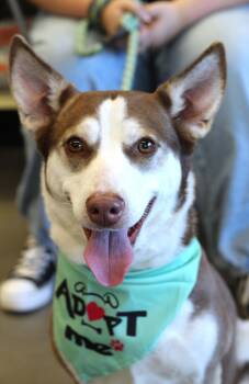 Rescue Husky Dogs for Adoption in Clayton, North Carolina - Naomi | PetCurious