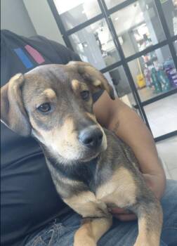 Gia -  Mixed Breed Dog for Adoption in San Diego, California - Gia | PetCurious