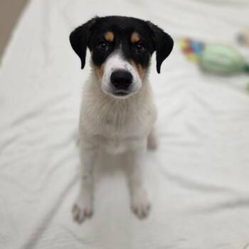 Swallow -  Hound and Mixed Breed Dog for Adoption in Chatham, Virginia - Swallow | PetCurious