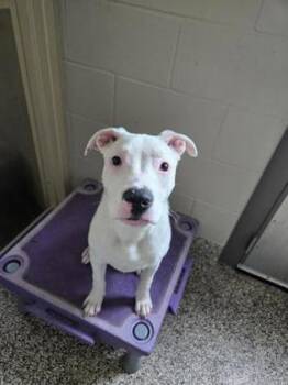 Dewy -  Pit Bull Terrier and Mixed Breed Dog for Adoption in Westland, Michigan - Dewy | PetCurious