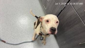 A385239 -  Pit Bull Terrier Dog for Adoption in Ocala, Florida - A385239 | PetCurious