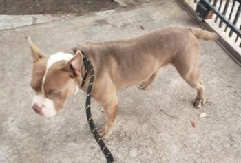 Chunk -  American Bully Dog for Adoption in Houston, Texas - Chunk | PetCurious