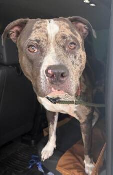 Bodine -  Mixed Breed Dog for Adoption in Lafayette, Indiana - Bodine | PetCurious