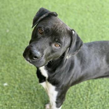 Bear -  Mixed Breed Dog for Adoption in Monticello, Iowa - Bear | PetCurious