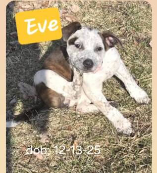 Australian Cattle Dog Blue Heeler and Pit Bull Terrier Dogs Available for Adoption - EVE | PetCurious