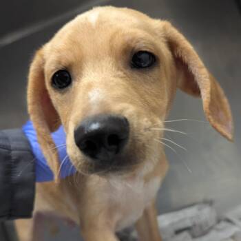 Beagle Dogs Available for Adoption - Timothee | PetCurious