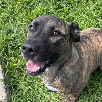 River -  Mixed Breed Dog for Adoption in Clarksville, Arkansas - River | PetCurious