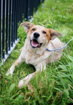 Wally -  Cattle Dog and Great Pyrenees Dog for Adoption in Frankfort, New York - Wally | PetCurious