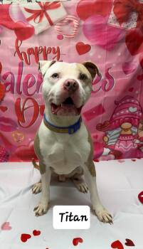 Pit Bull Terrier Dogs Available for Adoption - Titan | PetCurious