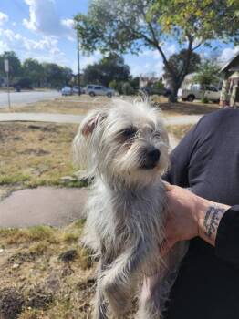 Rescue Terrier Dogs for Adoption in San Antonio, Texas - PIXIE | PetCurious