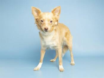 BOMBON -  Chihuahua Dog for Adoption in Phoenix, Arizona - BOMBON | PetCurious