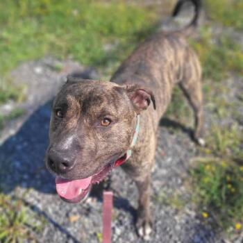 Ruckus -  Terrier Dog for Adoption in Syracuse, New York - Ruckus | PetCurious