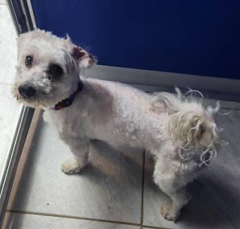 Maltese Dogs Available for Adoption in Walnutport, Pennsylvania - Bullet | PetCurious